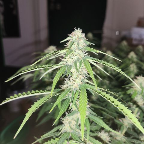 Frosted Guava Automatic growlog timeline photo