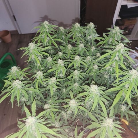 Frosted Guava Automatic growlog timeline photo