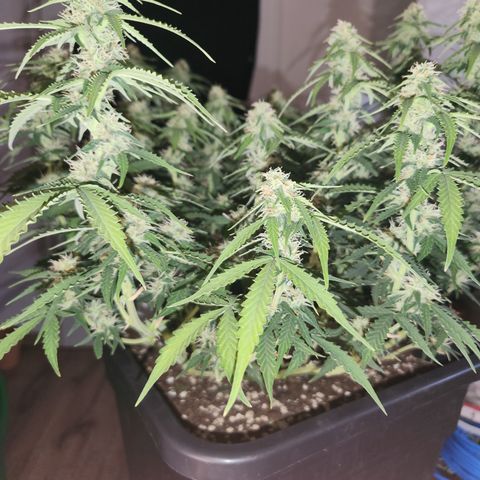 Frosted Guava Automatic growlog timeline photo