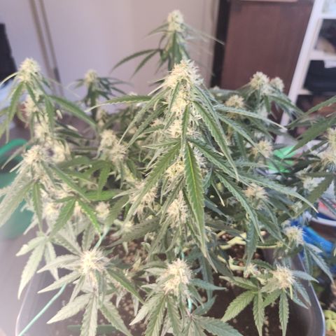 Runtz F1 Auto growlog timeline photo
