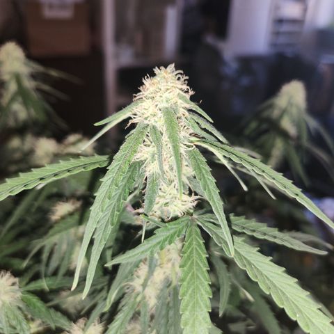Runtz F1 Auto growlog timeline photo