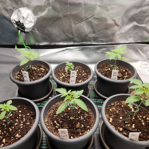 Kalashnikova growlog timeline photo