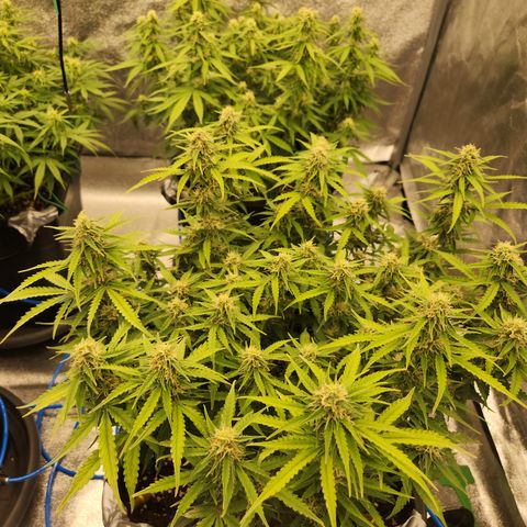 Frosted Guava Automatic growlog timeline photo
