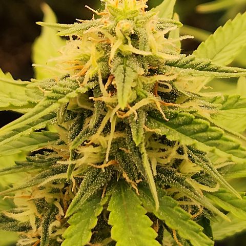 Frosted Guava Automatic growlog timeline photo