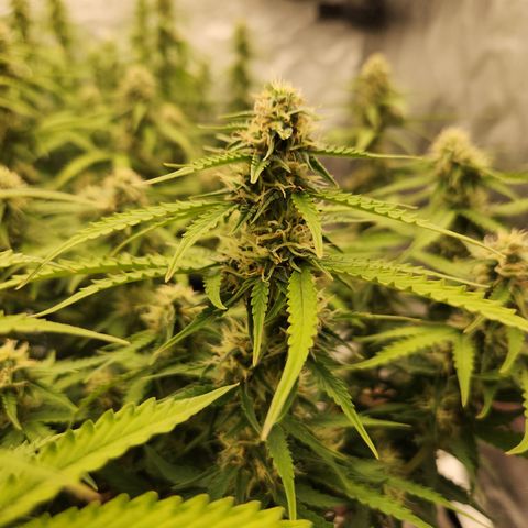 Frosted Guava Automatic growlog timeline photo