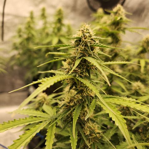 Frosted Guava Automatic growlog timeline photo