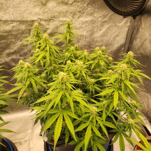 Frosted Guava Automatic growlog timeline photo