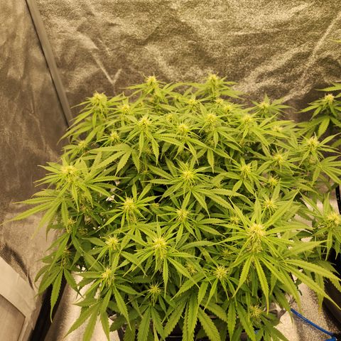 Frosted Guava Automatic growlog timeline photo