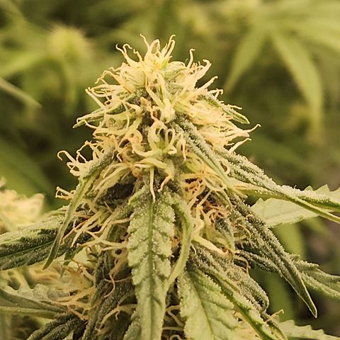 Runtz F1 Auto growlog timeline photo