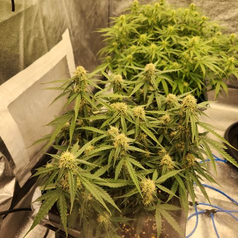 Runtz F1 Auto growlog timeline photo