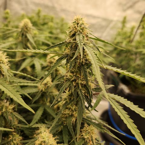 Runtz F1 Auto growlog timeline photo