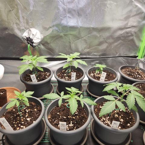 Kalashnikova growlog timeline photo