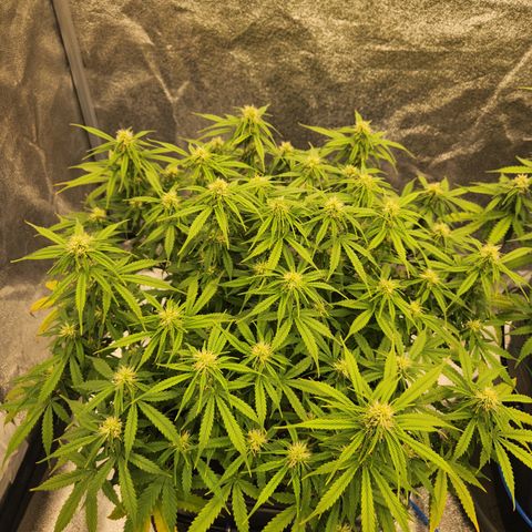 Frosted Guava Automatic growlog timeline photo