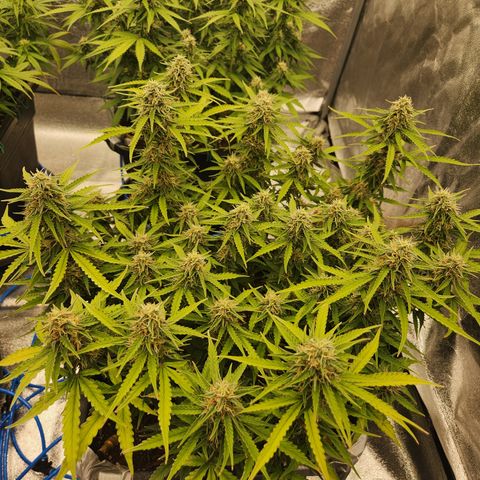 Frosted Guava Automatic growlog timeline photo