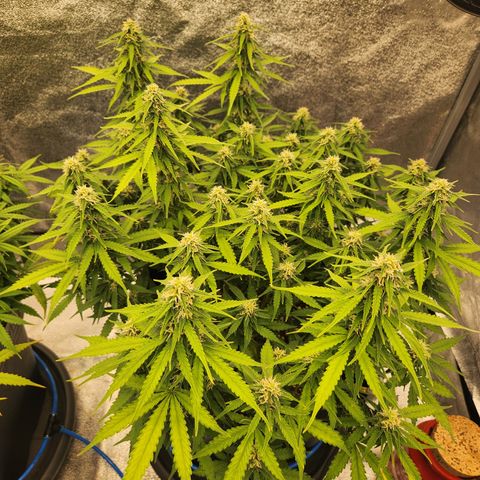 Frosted Guava Automatic growlog timeline photo
