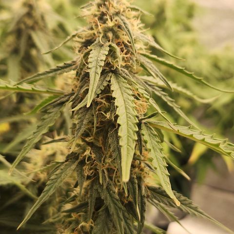Runtz F1 Auto growlog timeline photo
