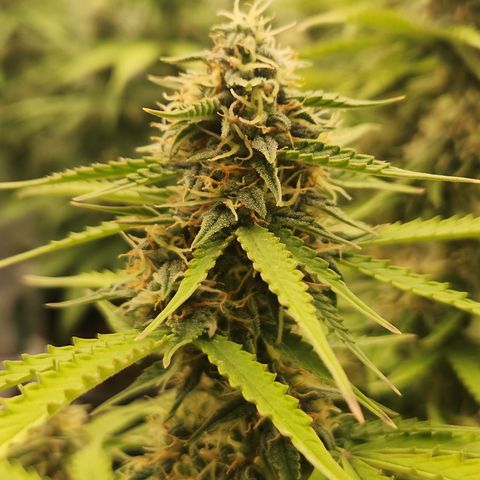 Frosted Guava Automatic growlog timeline photo