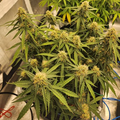 Runtz F1 Auto growlog timeline photo