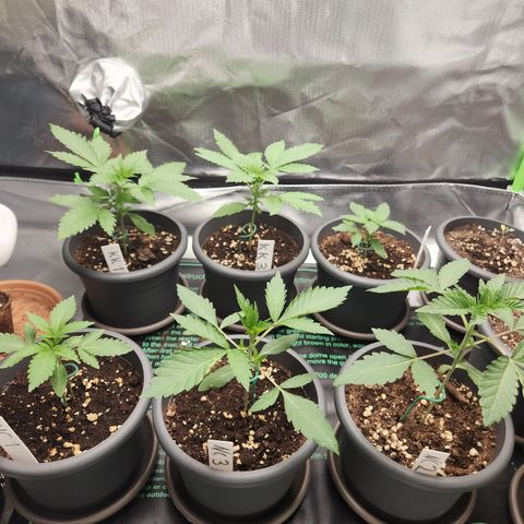Kalashnikova growlog timeline photo