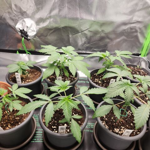 Kalashnikova growlog timeline photo