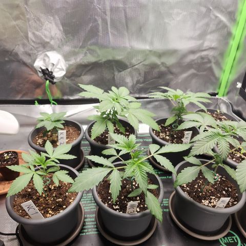 Kalashnikova growlog timeline photo