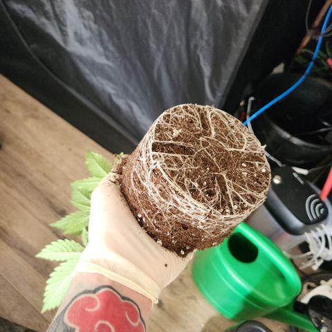 Kalashnikova growlog timeline photo
