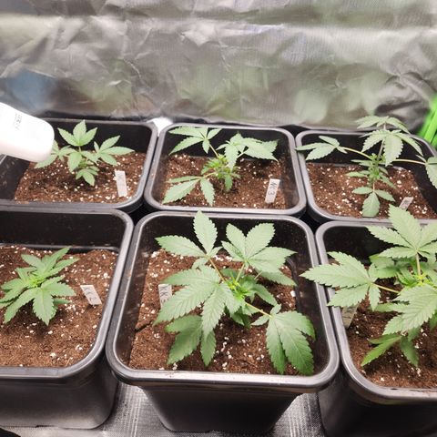 Kalashnikova growlog timeline photo