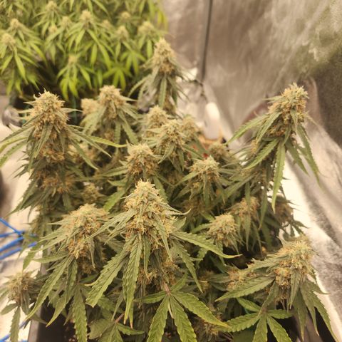 Runtz F1 Auto growlog timeline photo