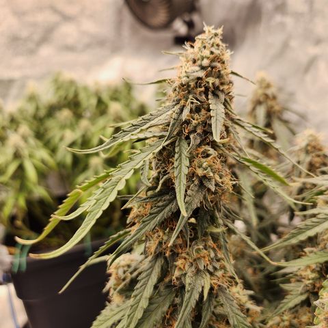 Runtz F1 Auto growlog timeline photo