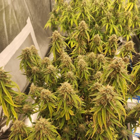 Frosted Guava Automatic growlog timeline photo