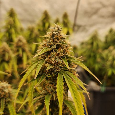 Frosted Guava Automatic growlog timeline photo
