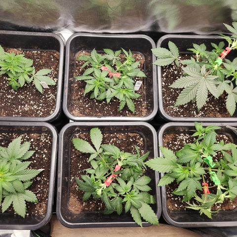 Kalashnikova growlog timeline photo