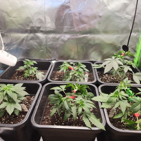 Kalashnikova growlog timeline photo