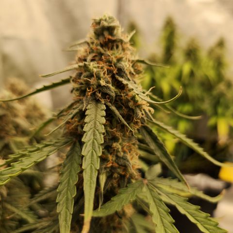 Runtz F1 Auto growlog timeline photo