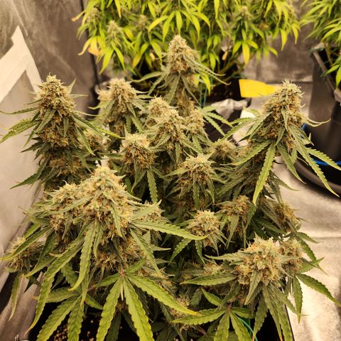 Runtz F1 Auto growlog timeline photo