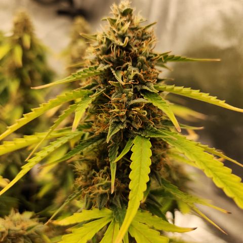 Frosted Guava Automatic growlog timeline photo