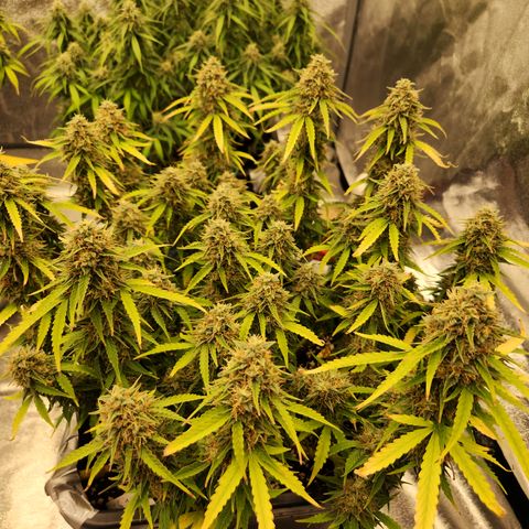 Frosted Guava Automatic growlog timeline photo