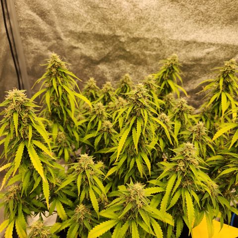 Frosted Guava Automatic growlog timeline photo