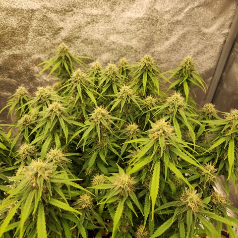 Frosted Guava Automatic growlog timeline photo