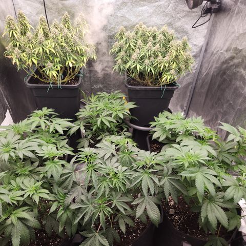 Kalashnikova growlog timeline photo