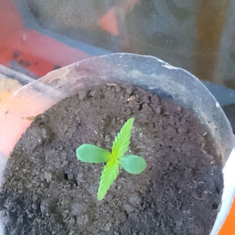 Actual Sativa growlog timeline photo