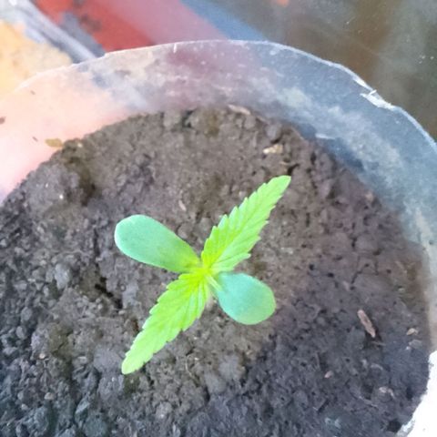 Actual Sativa growlog timeline photo
