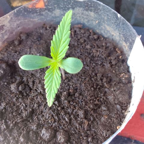 Actual Sativa growlog timeline photo