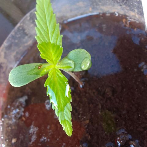 Actual Sativa growlog timeline photo