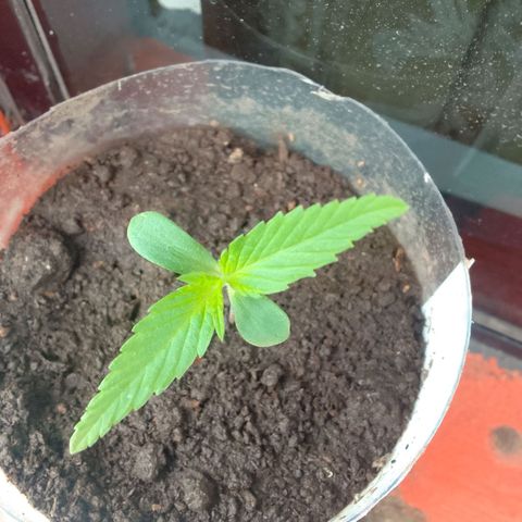 Actual Sativa growlog timeline photo