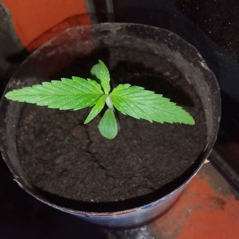 Actual Sativa growlog timeline photo