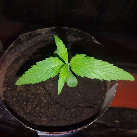 Actual Sativa growlog timeline photo