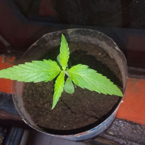 Actual Sativa growlog timeline photo