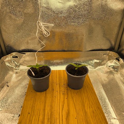 Sour Strawberry growlog photo: Plants, new fan, new ecut placement 