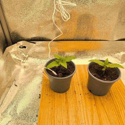 Sour Strawberry growlog photo: Another 4 fan leaves developing on the main plant 